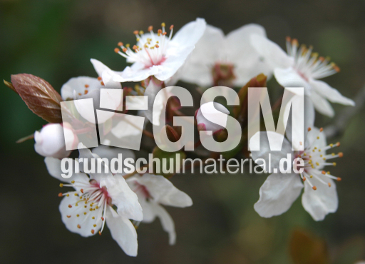 Fruehlingsblueten.jpg